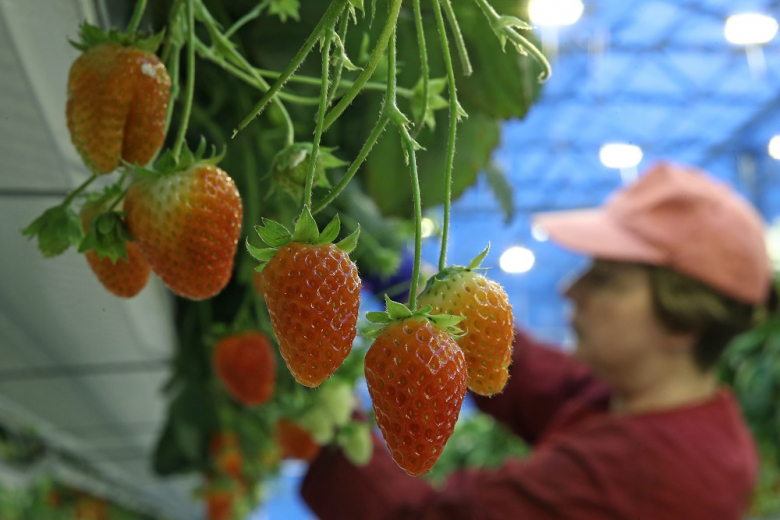 В России собраны рекордные 1,5 млн тонн плодов и ягод 